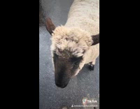 Lamb sheep hops down driveway