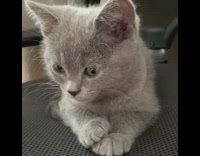 Grey kitten grooms paws black office chair