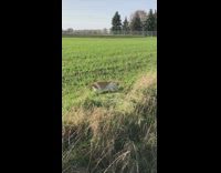 Orange cat jumps and catches mouse grass 