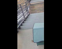 Birds eating spilled cat food on stairs