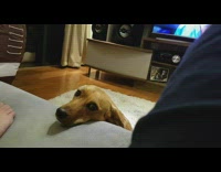 Dog looks on both owner that calls it on the couch