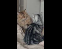 Cat touches other cat on the bed