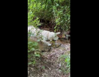 White dog lay down on small creek 