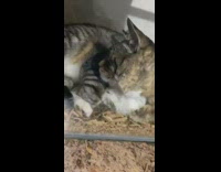 Cat lays next to turtle terrarium cage