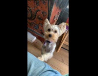 Dog stands tap woman leg for attention