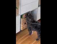 Black blind dog pull bag of treats