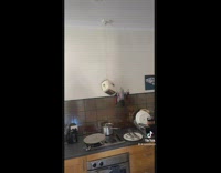 Toaster hanging from roof of kitchen making toast 