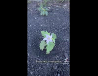 Poisonous flowers blooming near factory 