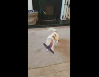 Dog gets head stuck bag of chips