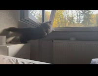 Black cat falls off side table windowsill 