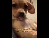 Collab BitchMP - Brown dog tongue out high 