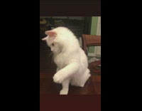 White cat sits wood table pink toy