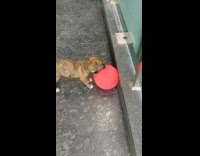 Brown puppy dog bites pops red balloon 