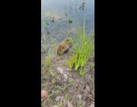 Baby beaver comes out of water to hand 