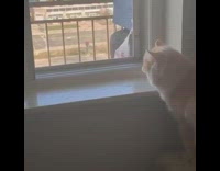 Orange cat meows at black crow bird