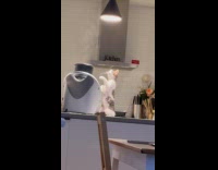 Kitten on kitchen try to grab steam