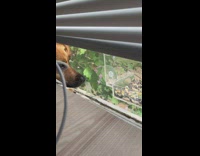 Dog and squirrel look at each other through window 