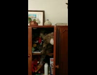 Cat on cabinet drop the koala bear