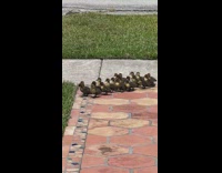 Bunch of ducklings follow duck 