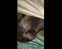 Collab BitchMP - Wombat sneaks into mans tent 