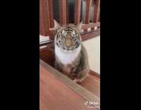 Collab BitchMP - Cat on top of stairs with tiger filter