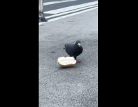 Pigeon peck eat bagel bread on ground