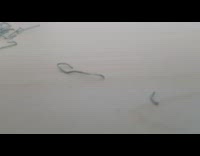 Guy shows off collection of used staples 