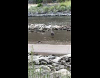 Cormorant bird spotted hunting fish at lake