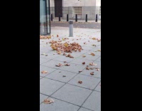 Leaves swirls around in middle of sidewalk