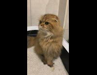 Collab BitchMP - Orange cat twitches nose and scrunches face 