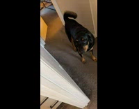 Dog snaps at baby then gives kisses