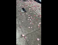 Crow stays on metal bowl on sidewalk