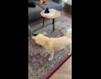 Guy put dog tennis ball as cat pillow