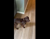 Dog wants to play fetch with owner