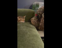 Dog whines and licks kitten in face