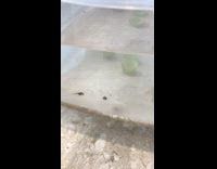 Collab DailyDoseOfInternet - Two small blue brown tadpole fish container 