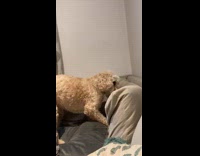 Dog scratches the sofa and bites it