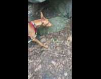 Collab DailyDoseOfInternet - Brown dog does not want to go inside cave 