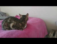 Two rats cats dog pink blanket bed