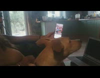 Owner on couch plays video with crying noises and dog howls