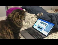 Pet cat watches video of a cat come out of a hole