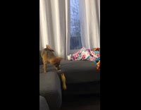 Dog plays with chicken toy on couch