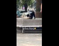 Dog jumped by other dogs at park