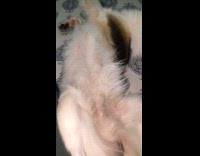 Dog comfortable sleeping on a funny position 