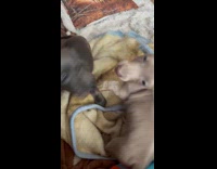 Two gray puppies play fight beside filmer
