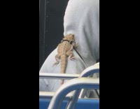 Guy brown lizard on shoulder leash bus