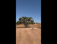 Lots of goats on the tree branches