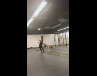 Australian shepherd dog bumps into butt gym 