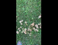 Mushrooms grow in circular pattern on grass