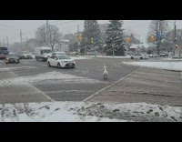 Goose cross the street slowly while snowing